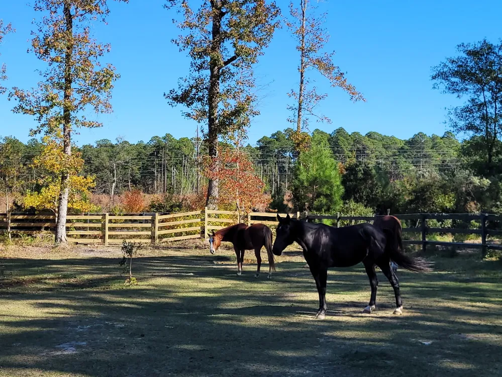 Board and rail pasture fencing with horses by RB Fence